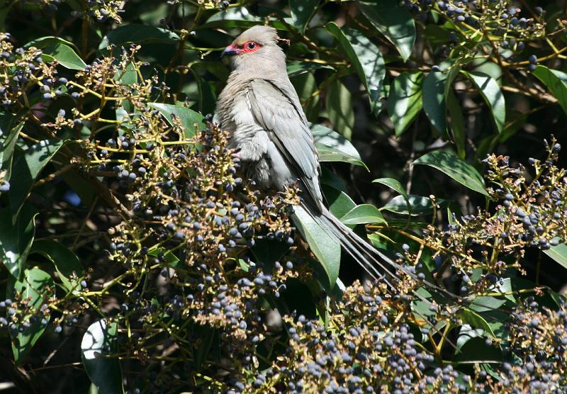 frieda 012.jpg - Rooiwangmuisvoel Urocolius 34cm (Redfaced Mousebird)